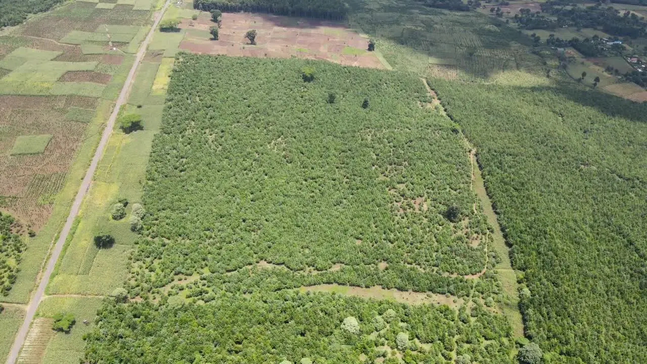 Devastating forest fire kenya green forest Kenya