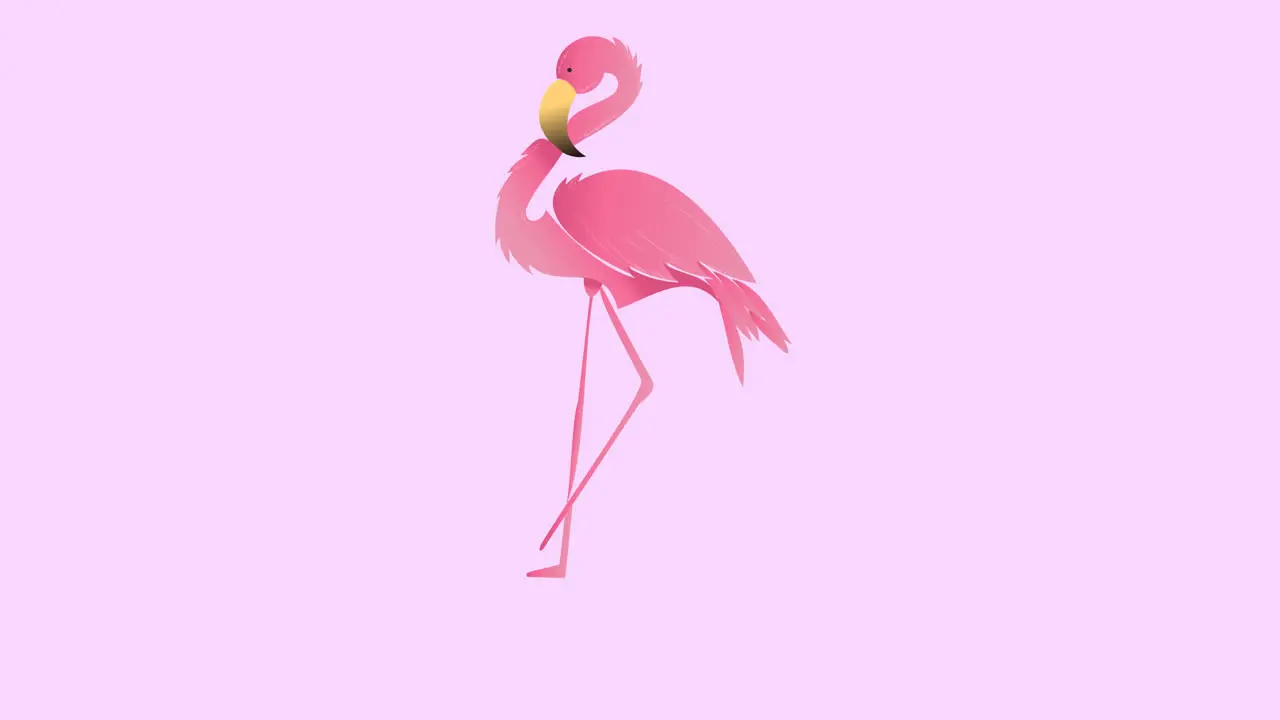 Animation of flamingo on yellow background