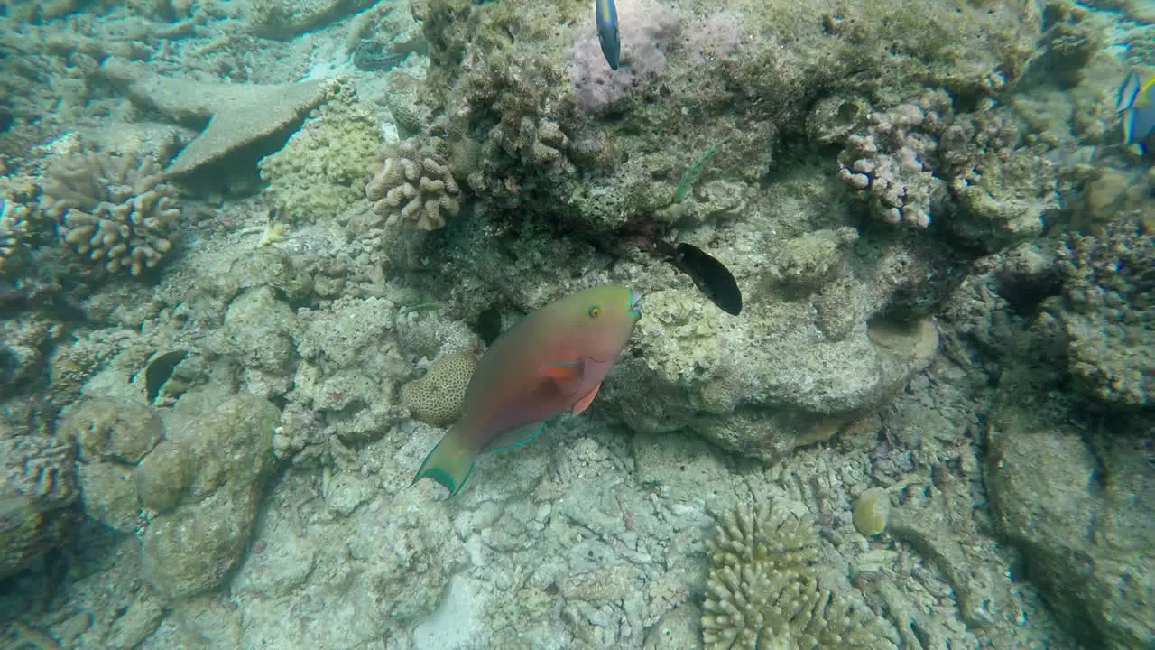 Shot of tropical fish around the reef one fish eating from the rocks