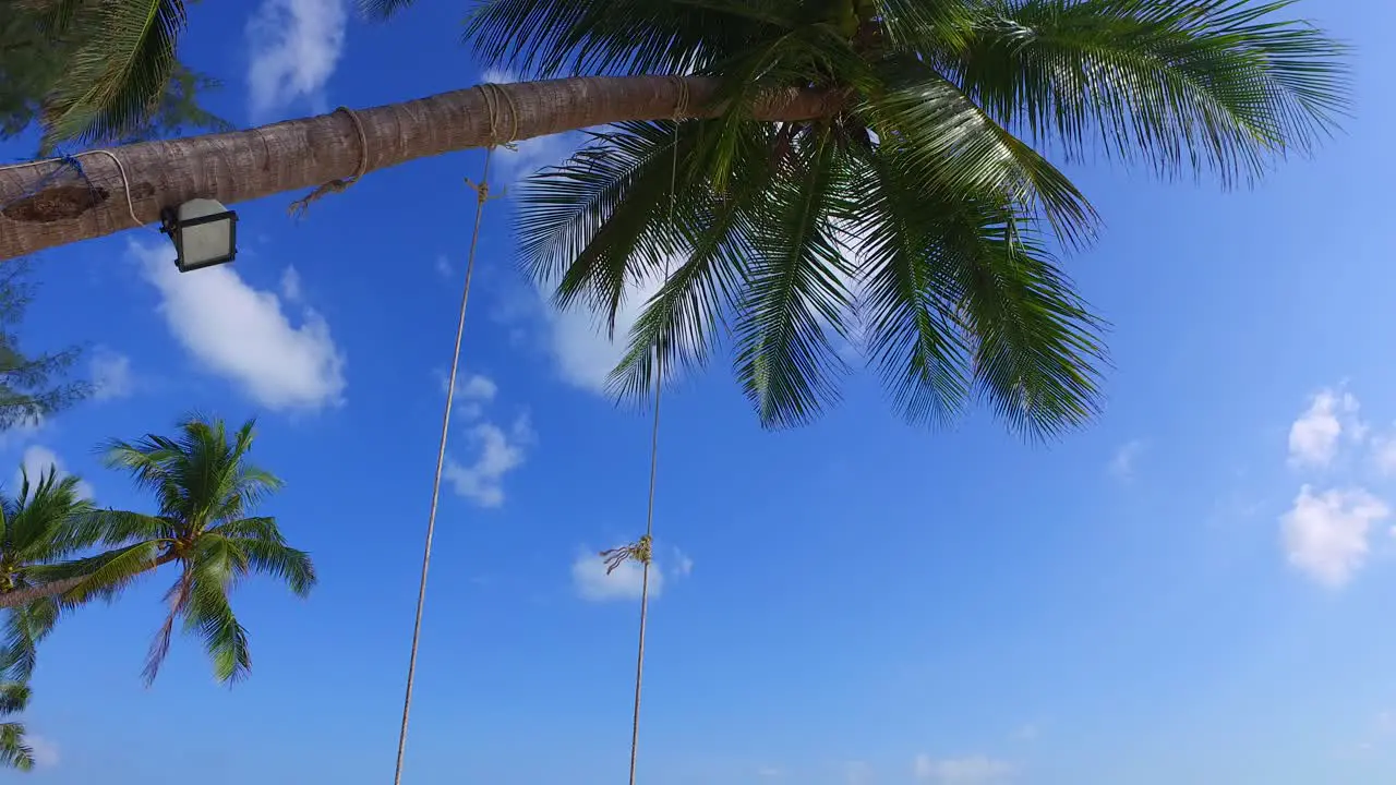 low angle view of the palm tilting down shot reveals an empty swing and white sand beach