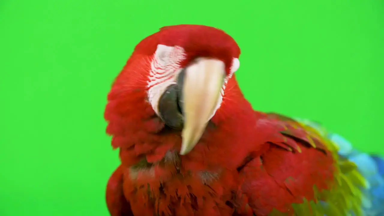 Close-up red Macaw parrot's head with coy tilted head on a green screen background