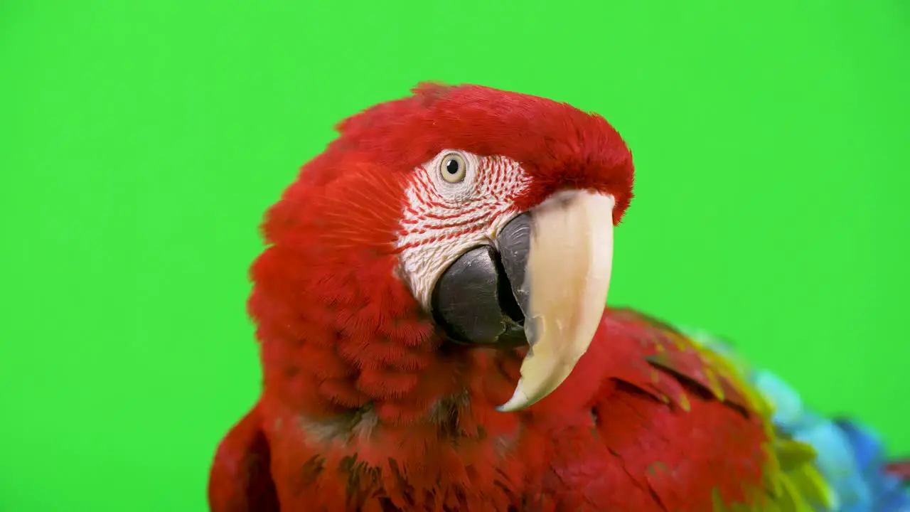 Red Macaw parrot looks at camera and shakes its head no in disagreement