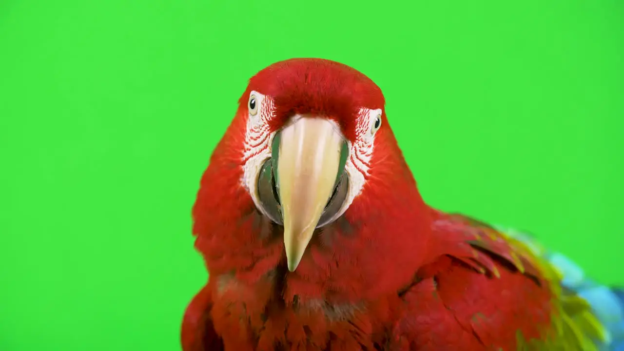 Close-up red Macaw parrot looking at camera head shot on green screen background