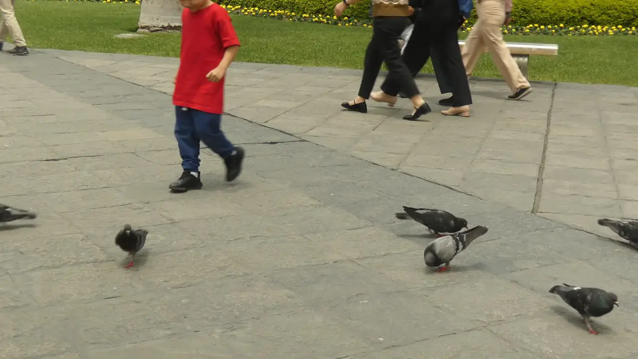 A small young boy playing with pigeons in a public park