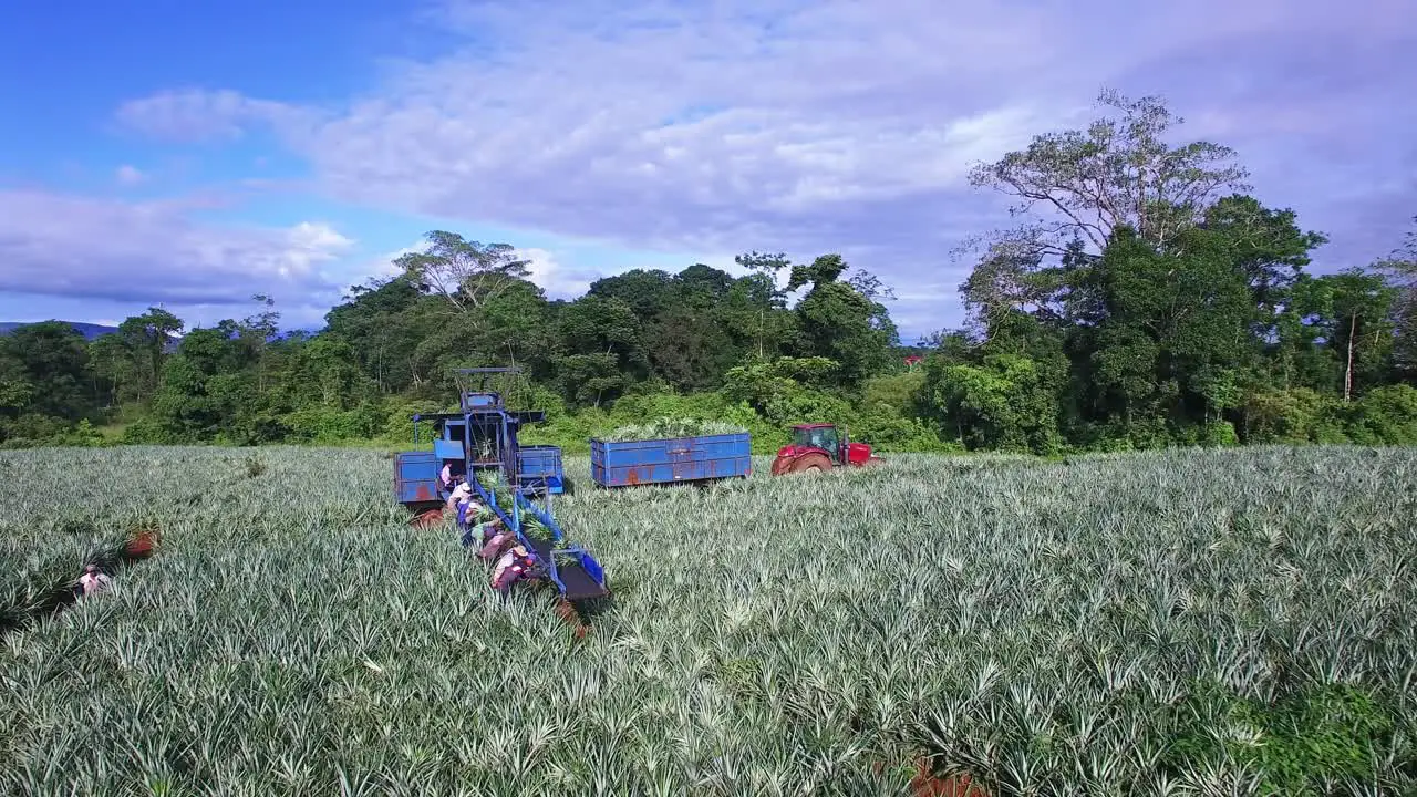 Conveyor belt and laborers during pineapple harvest Upala in Costa Rica