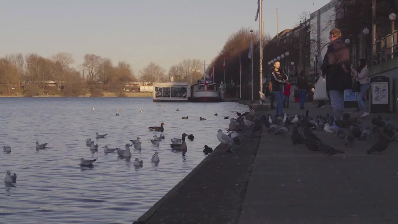 Some people feeding pigeons at Binnenalster or Inner Alster Lake at the Christmas market in 2019