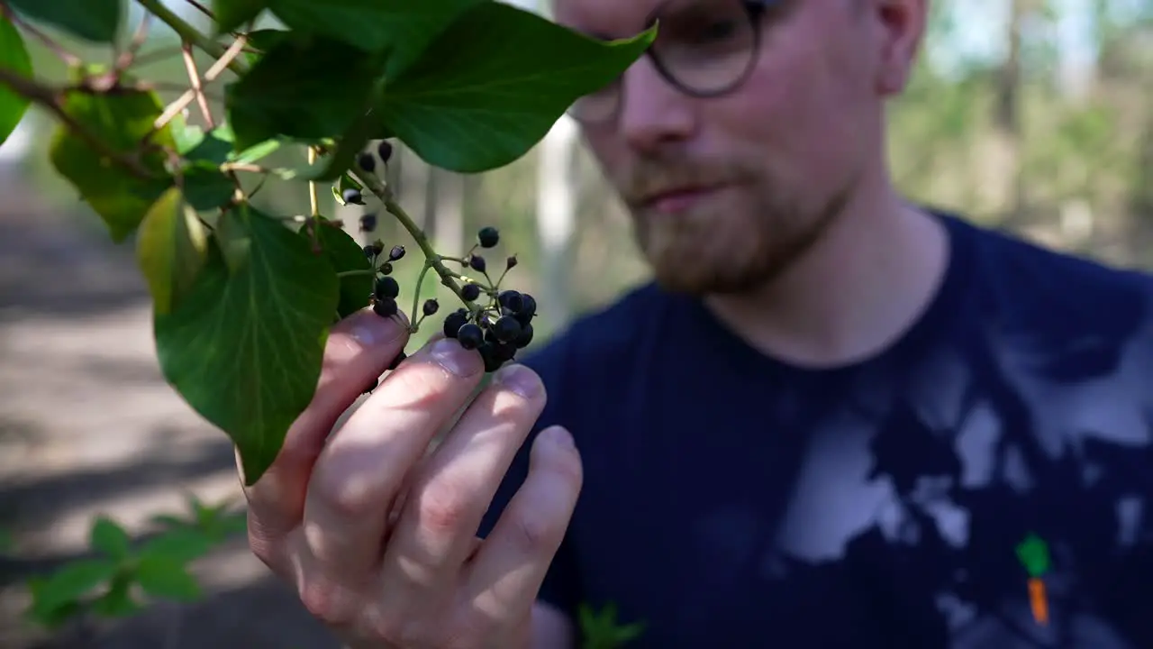 Man Grabs and Smells Black Berries from a Bush and Throws them Away Medium Shot