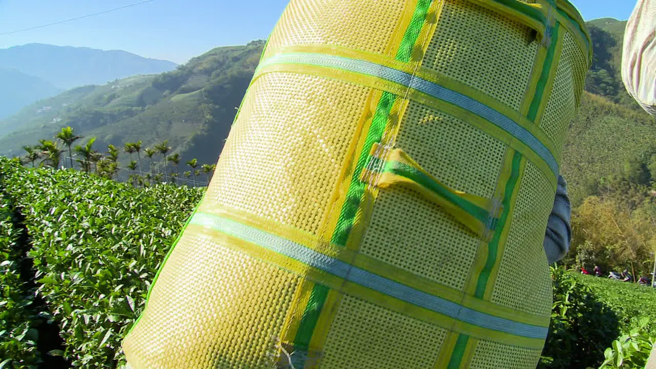 Man descends hill with large sack containing tea leaves on his shoulders