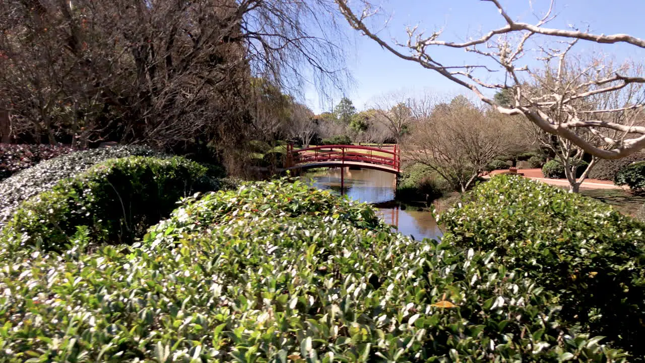 Slo pan of red bridge over pond trees and green foliage Ju Raku En Japanese Garden Toowoomba Australia