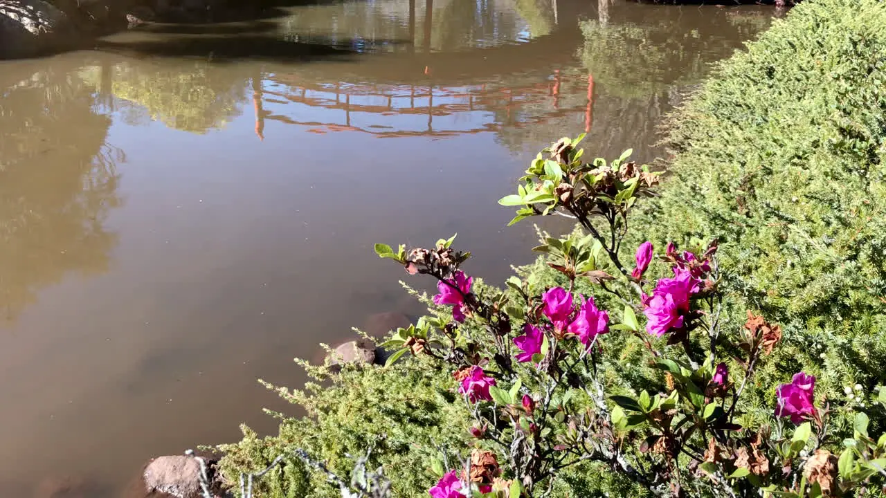 Reflection of red bridge in pond with pink flowers Ju Raku En Japanese Garden Toowoomba Australia