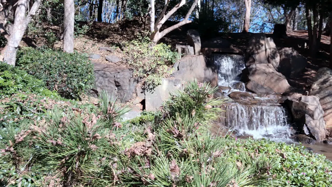 Tilt shot sharp focus of nettle tree to waterfall in background Ju Raku En Japanese Garden Toowoomba Australia