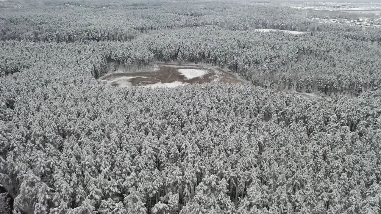 AERIAL Frozen Swamp in a Forest in Winter with Pines Covered with Snow