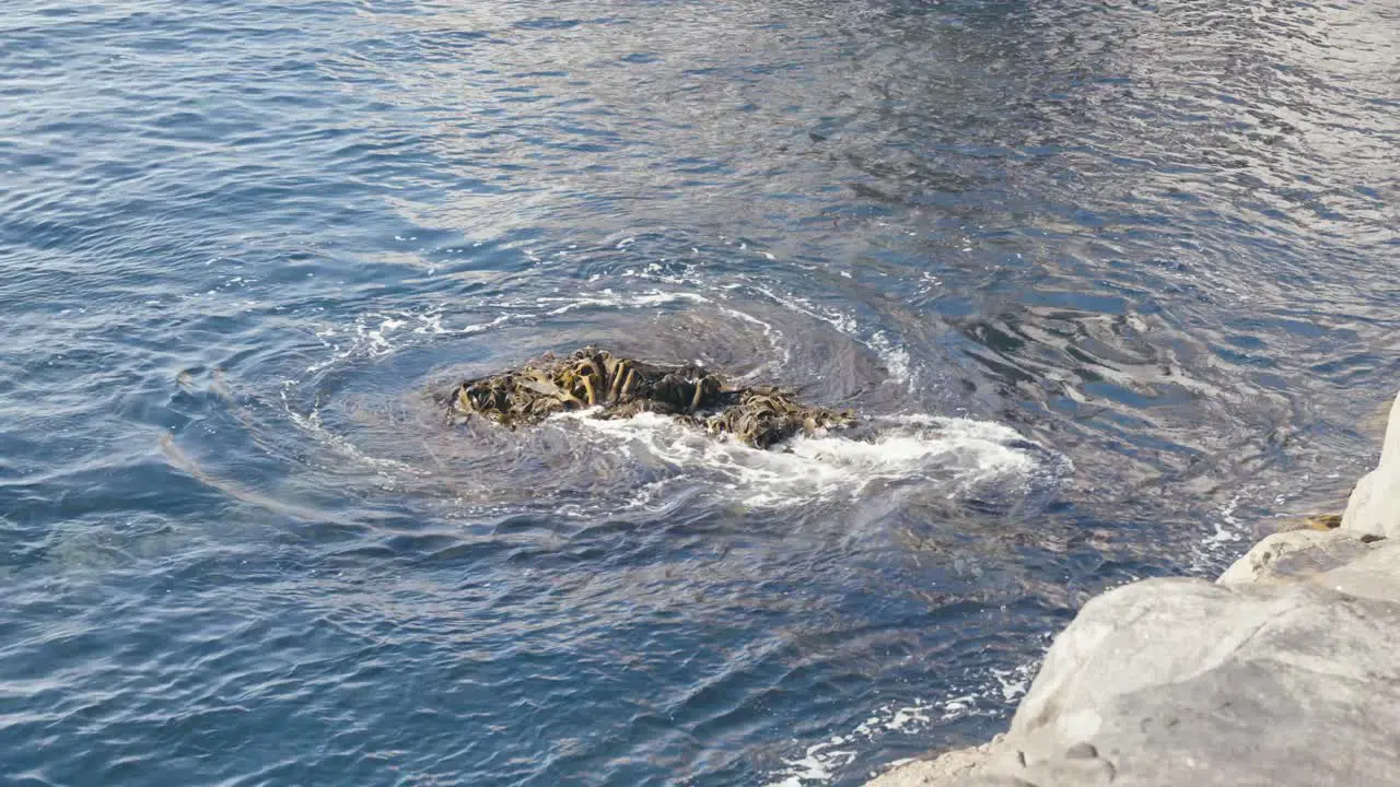 Waves breaking over kelp and rocks