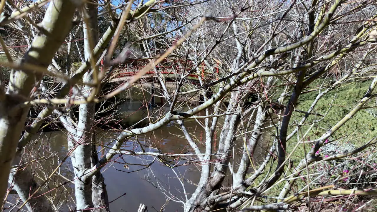 Tilt shot of red bridge over pond through wooded foliage Ju Raku En Japanese Garden Toowoomba Australia