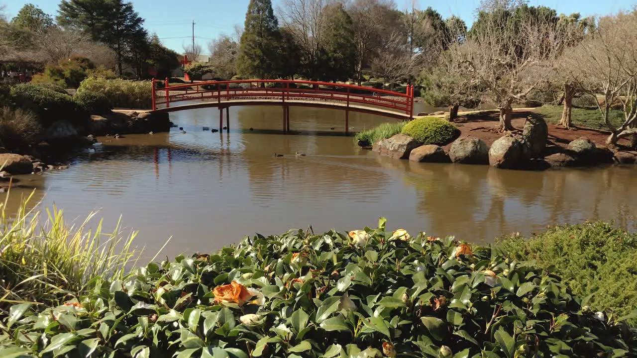 Red bridge over brown pond flowered foliage in foreground Ju Raku En Japanese Garden Toowoomba Australia