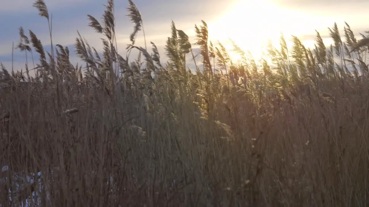 Tracking shot on the reed and the sun in slow motion