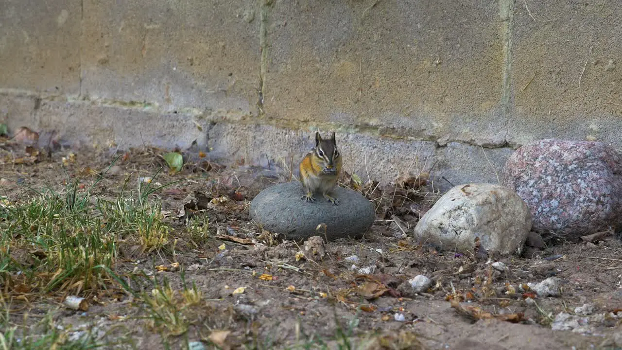 Chipmunk running into frame and eating on top of a rock