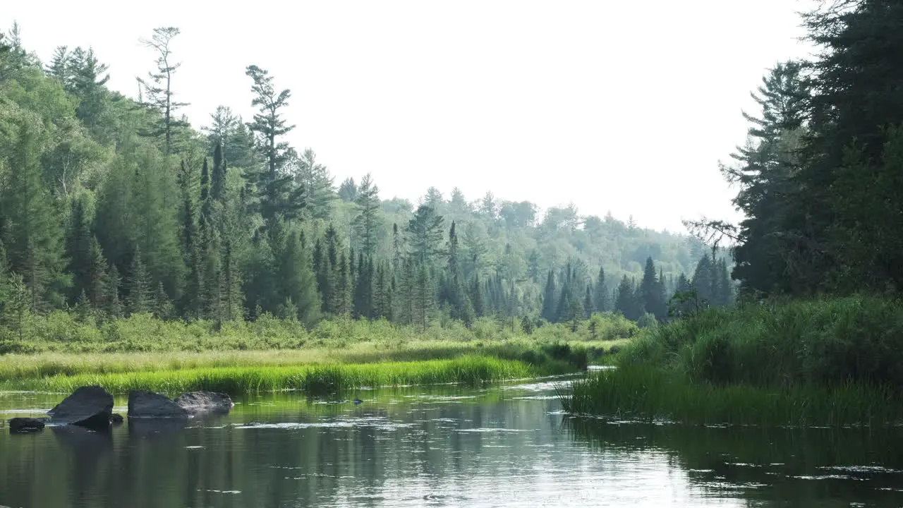 Slow pan of a peaceful clear river with pine forest in the background