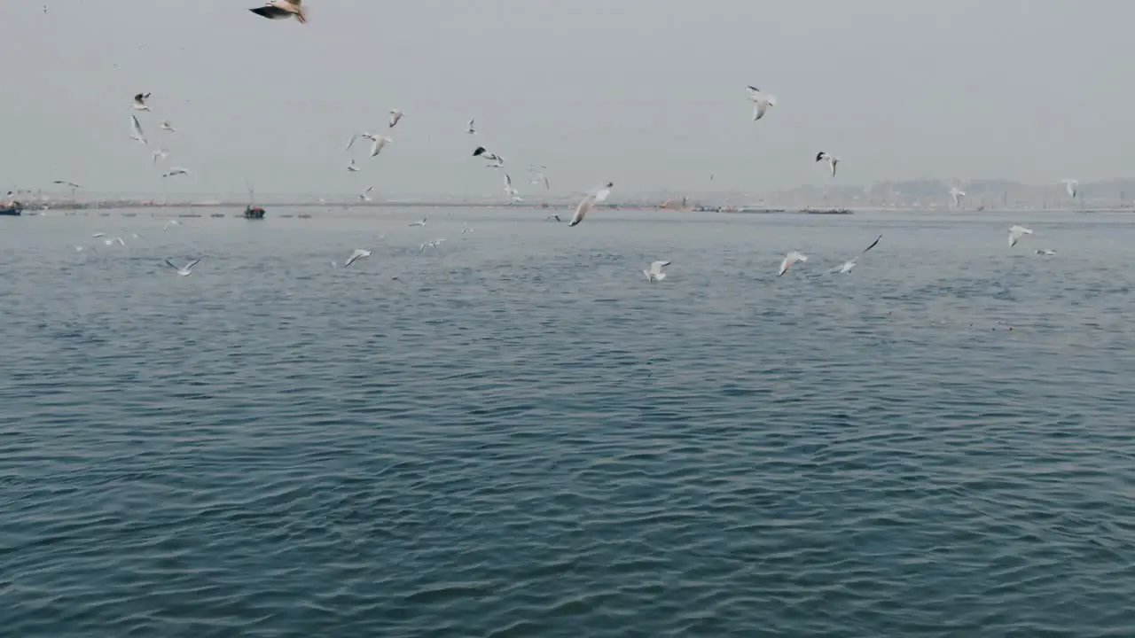 Siberian birds migrate and fly in slow motion