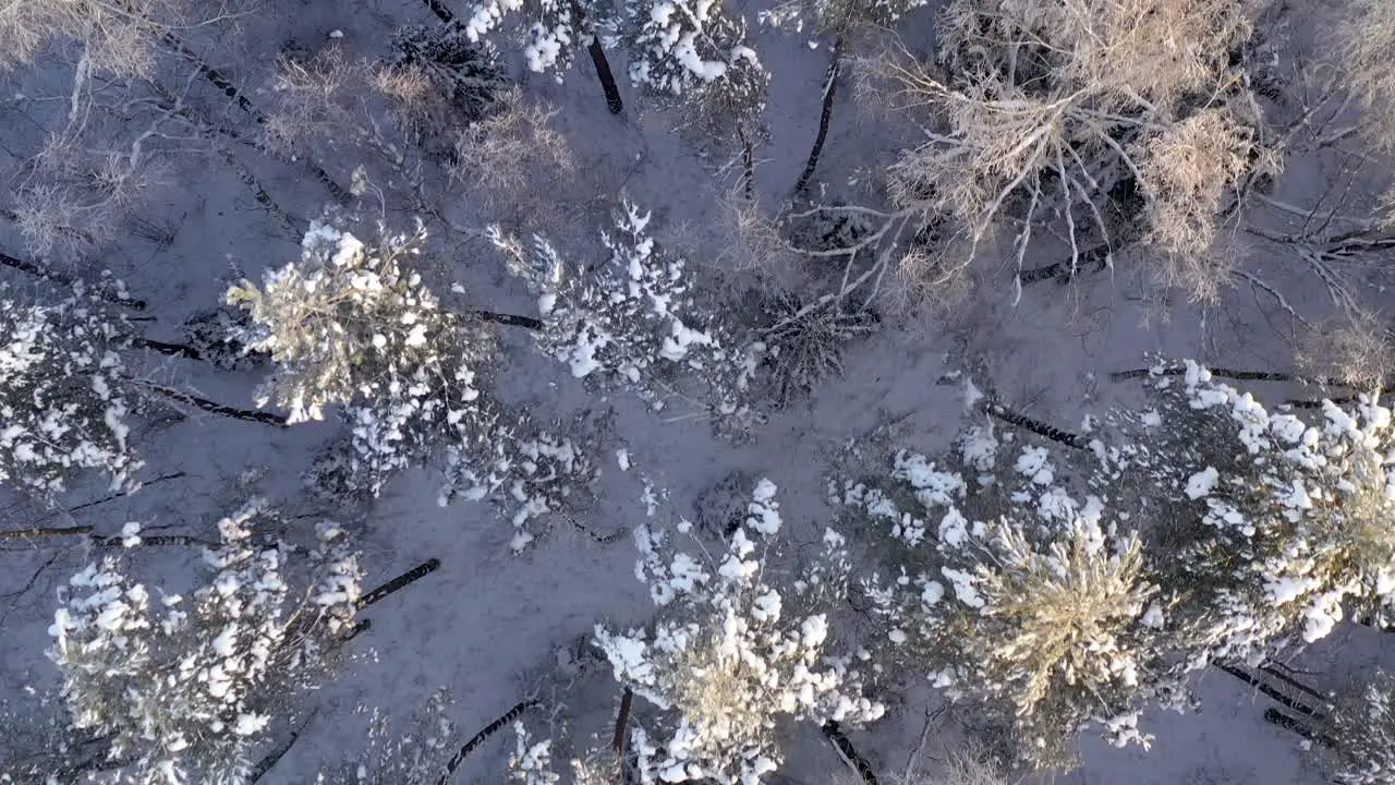 AERIAL Top Shot of Flying Over Tall Trees Illuminated by Golden Hour Light in Cold Winter