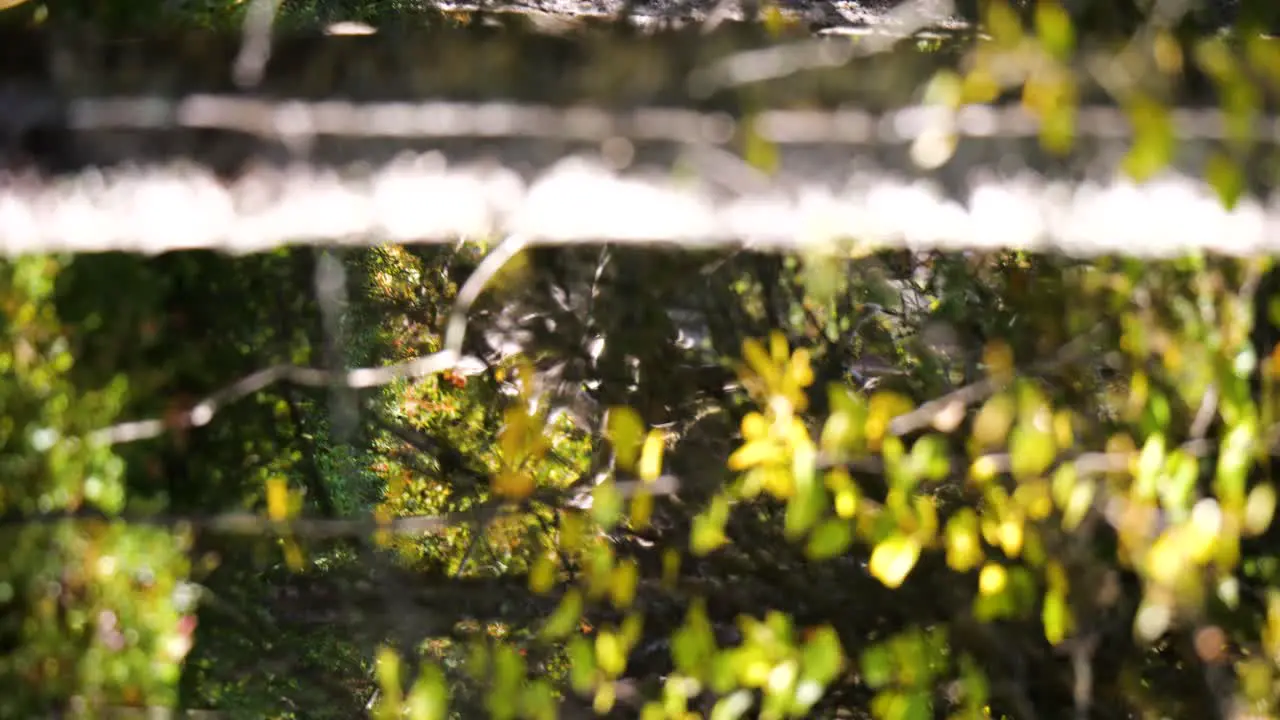 Vertical video of a lake reindeer in the forest