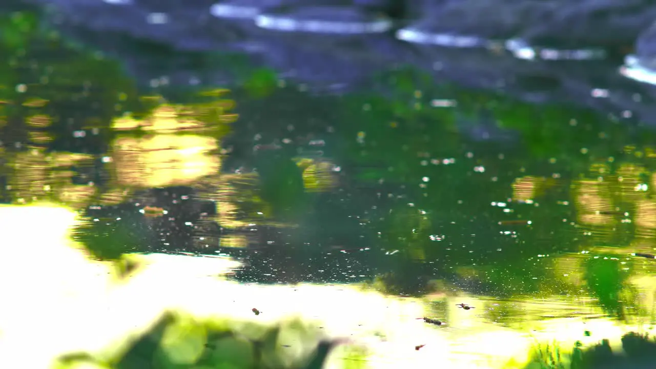 Colorful Early morning Waterflow Dark trees and grass reflection in the river as it flows Nature trees flowers branches