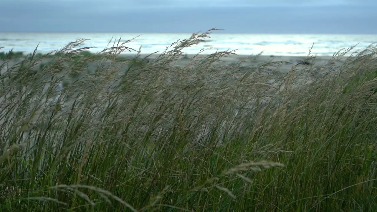 Reeds at beach slowly moving in the wind