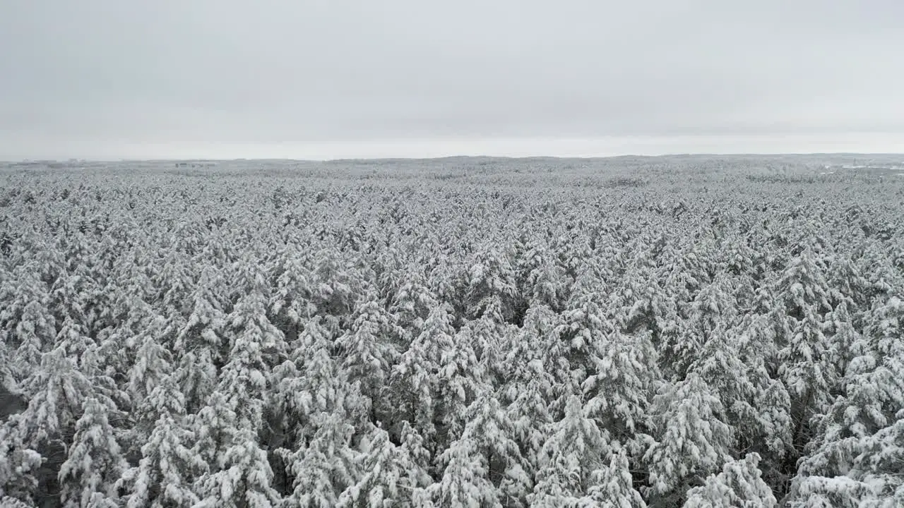 AERIAL Revealing Shot of Snowy White Cold Pine Forest on Freezing Winter Day