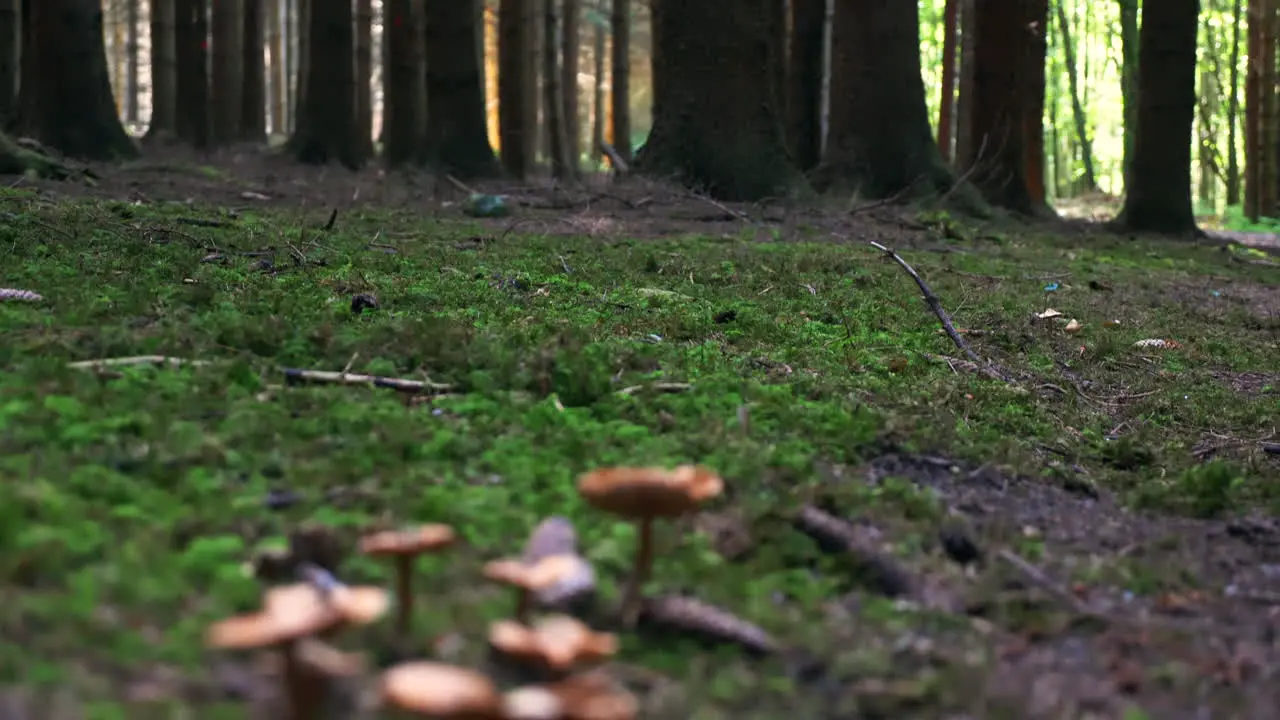 Transition from conifers in an Austrian forest to small mushrooms on the ground