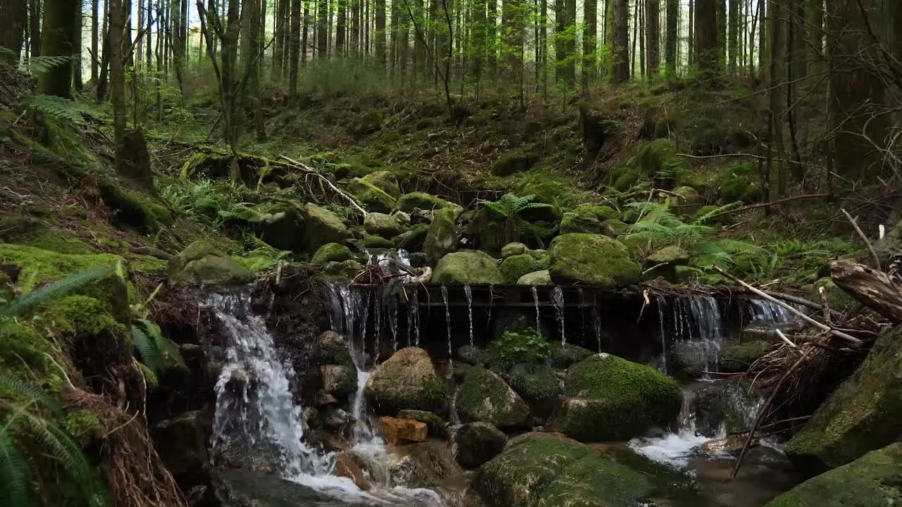 beautiful natural river in middle of the woods