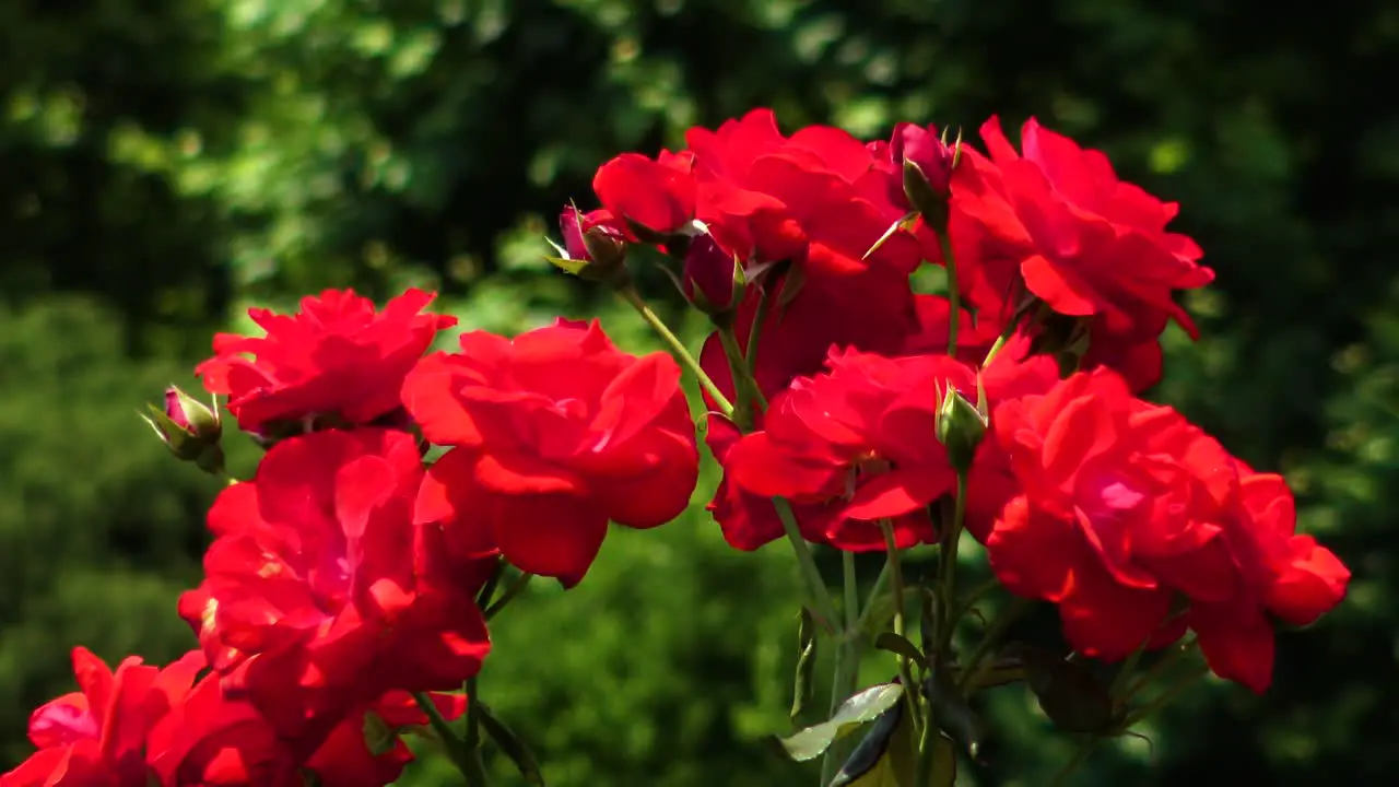 The view of the red rose on the forest