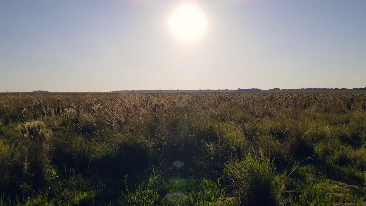 Sunset in a field in argentina