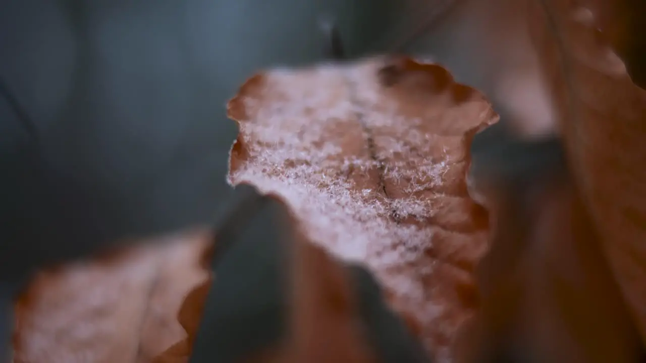 Closeup Shot Of Snow On The Leaf Of The Tree Trunk During The Winter Season