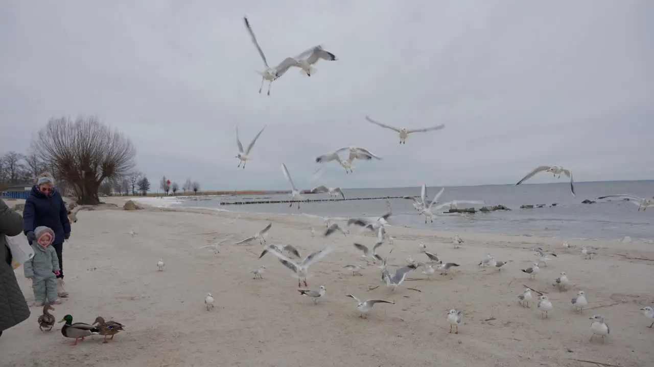 Seagulls take flight while being fed