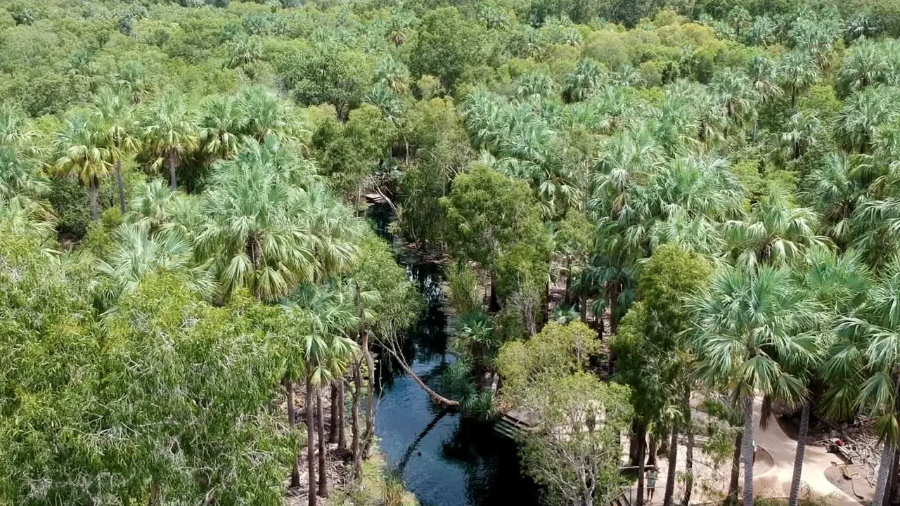 Cinematic drone video swimming in hot springs in mataranka outback katherine natural spring between palms