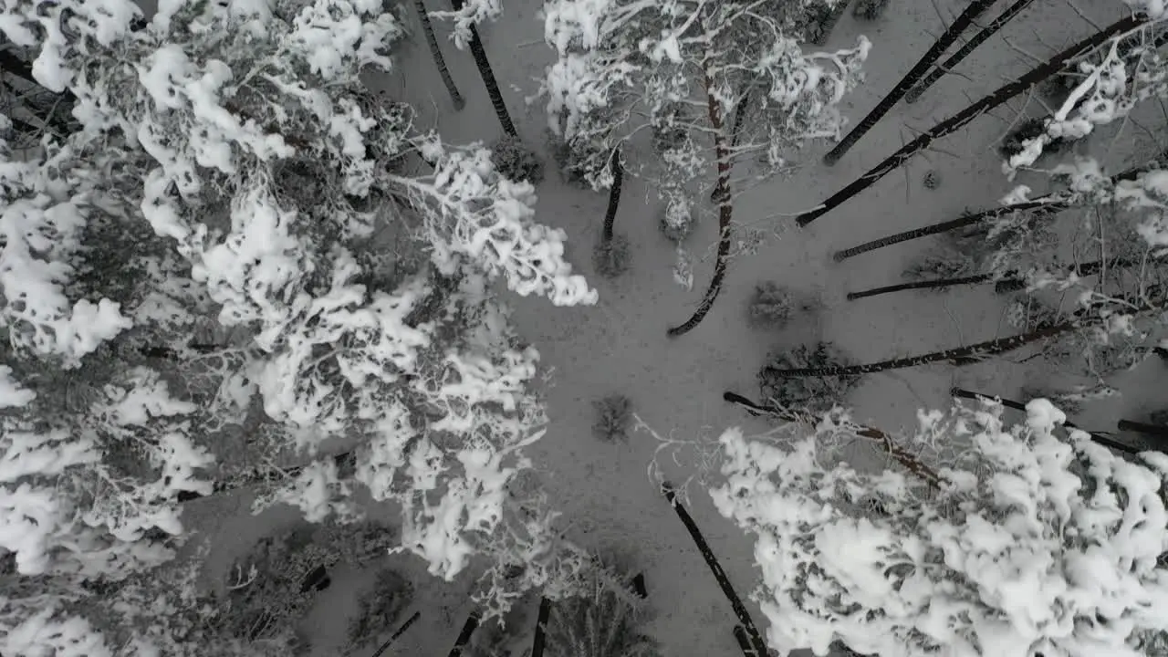 AERIAL Top Shot of Flying Over Pine Tree Forest with Snow Covered Peaks