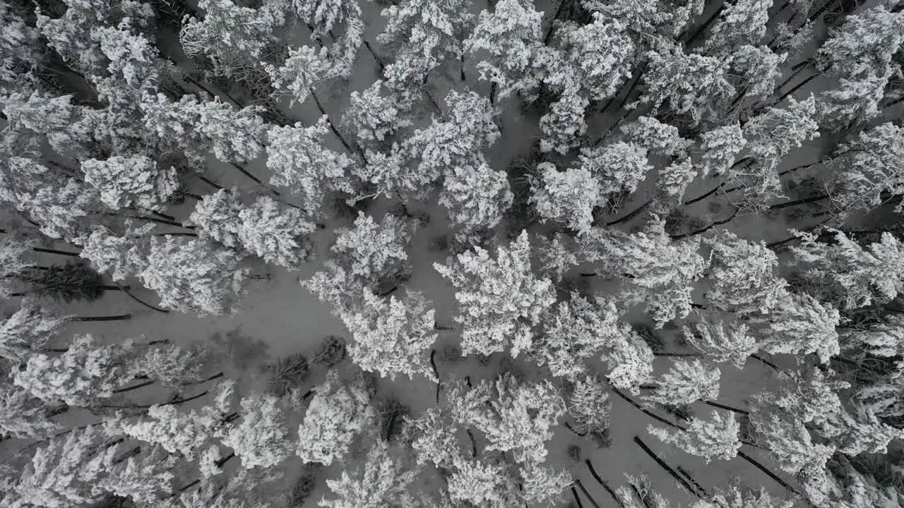 AERIAL Slowly Flying Over Icy and Snowy Pine Forest in Winter on a Dull Grey Day