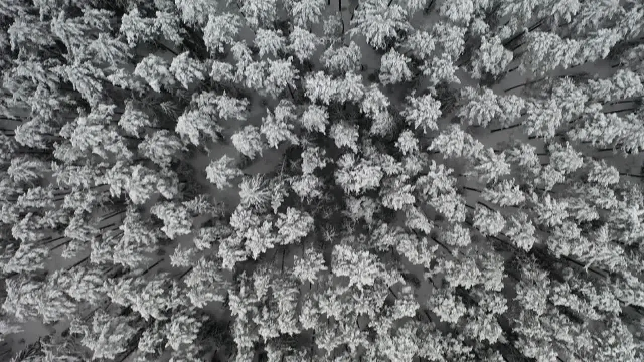 AERIAL Top Down Shot of Drone Flying Over Frozen Forest in Siberia