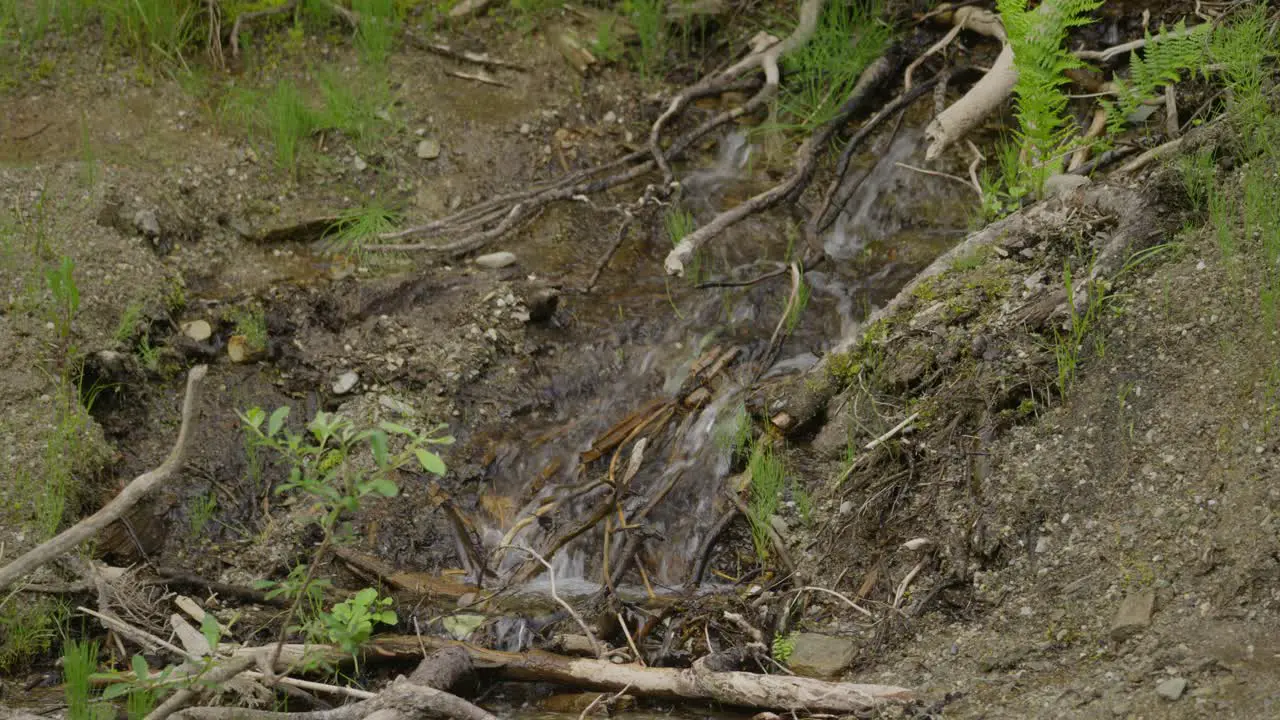 Running water down forest roots and dirt