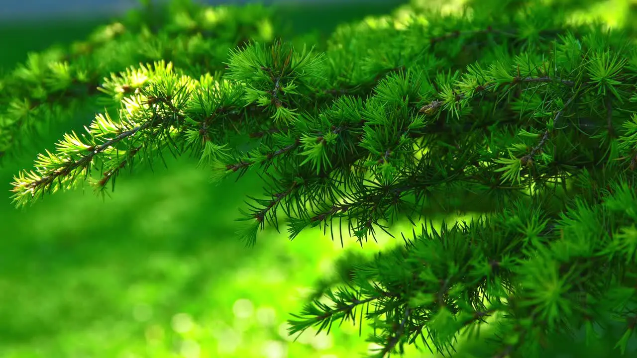 Extrema closeup of trees flowers branches beautiful greenish plants in Pildammsparken Malmö Sweden