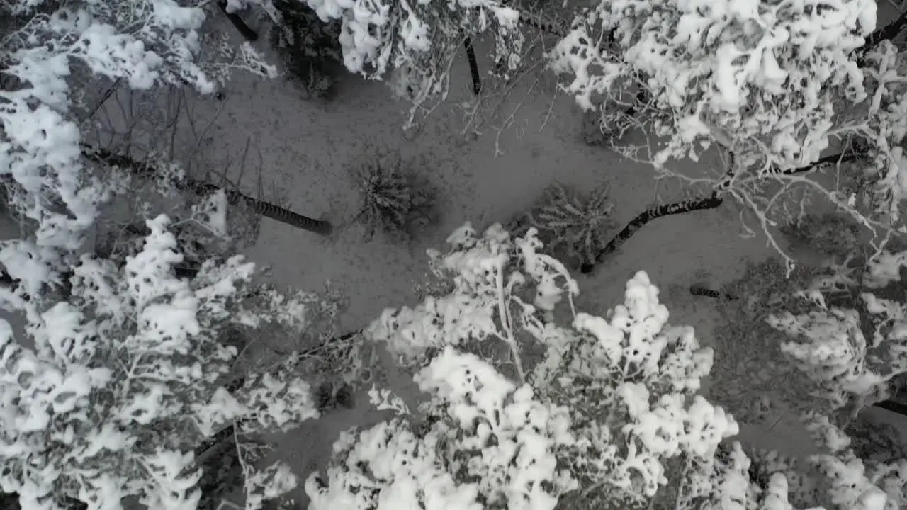 AERIAL Top Shot of Flying Over Wild Dark Frozen Forest in Nature in Winter