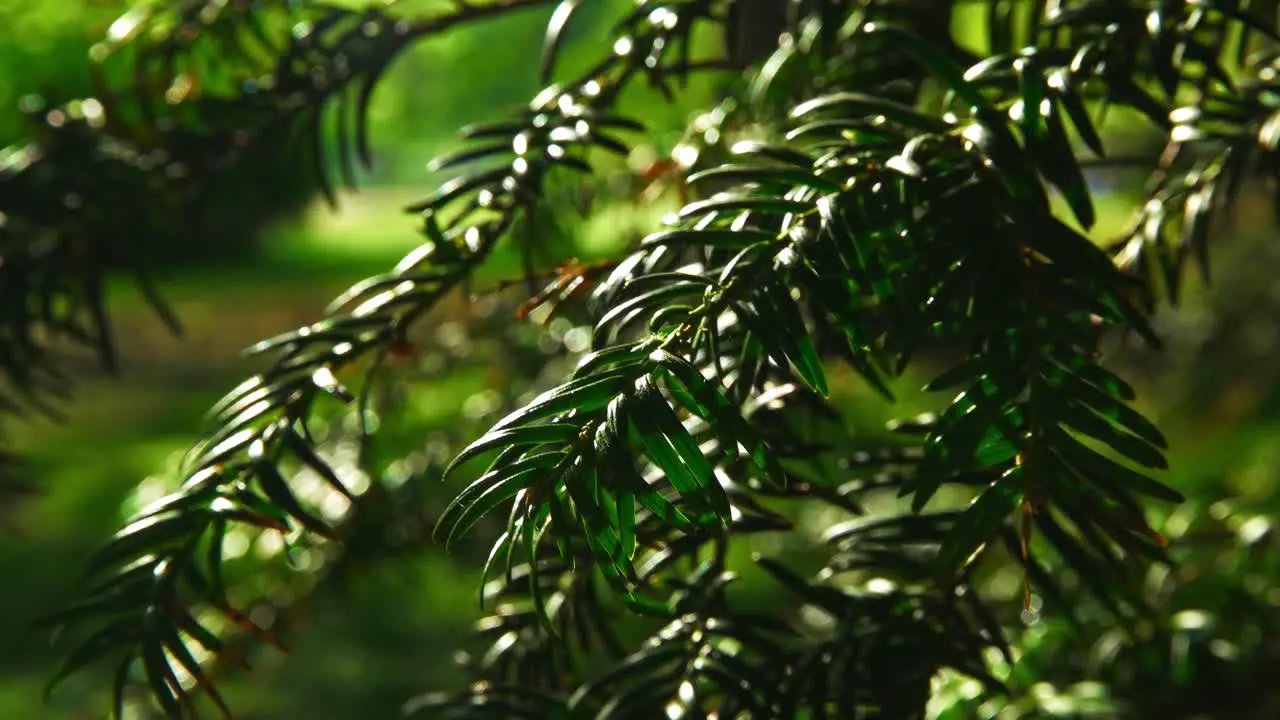 Sunlight splash Nature trees flowers branches beautiful greenish plants in Pildammsparken Malmö Sweden