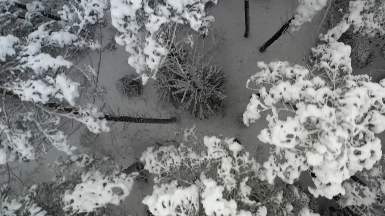 AERIAL Top Shot of Flying Over Frozen Forest in Nature in Winter Wild Nature