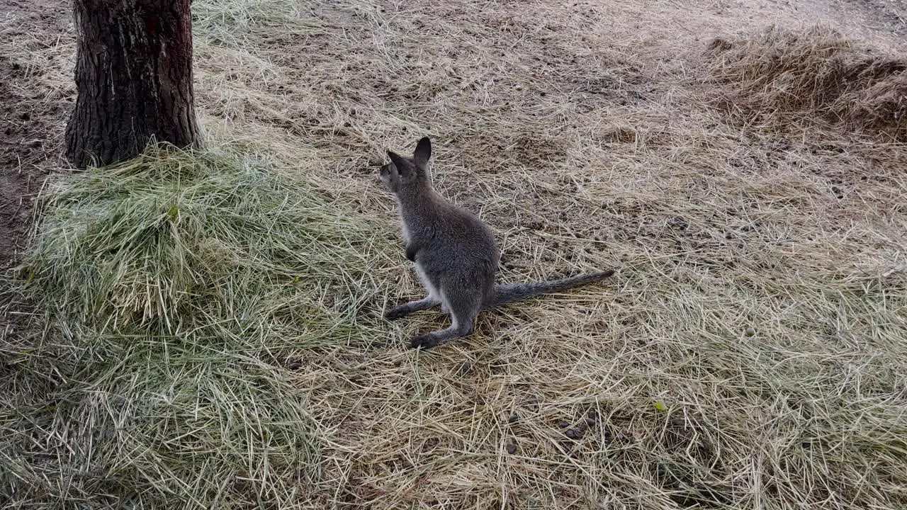 Small kangaroo the swamp wallaby is feeding at nature