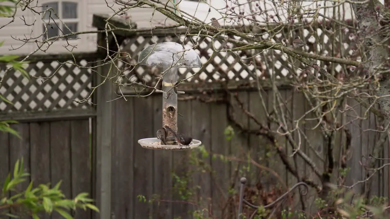 Multiple bird species eating from a birdfeeder during spring in a residential neighborhood