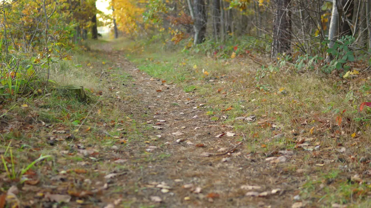 Leaf-littered pathway winding through autumn woods