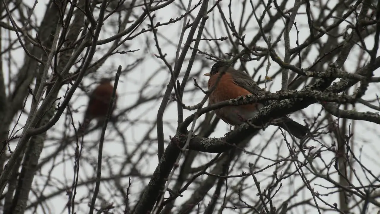 Two Canadian robins' sitting in a tree during winter