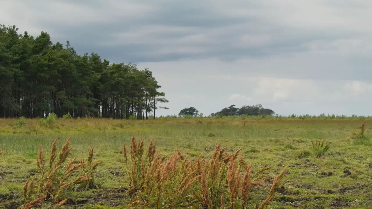 Scenery with trees from Bouet Meadows on Læsø Denmark