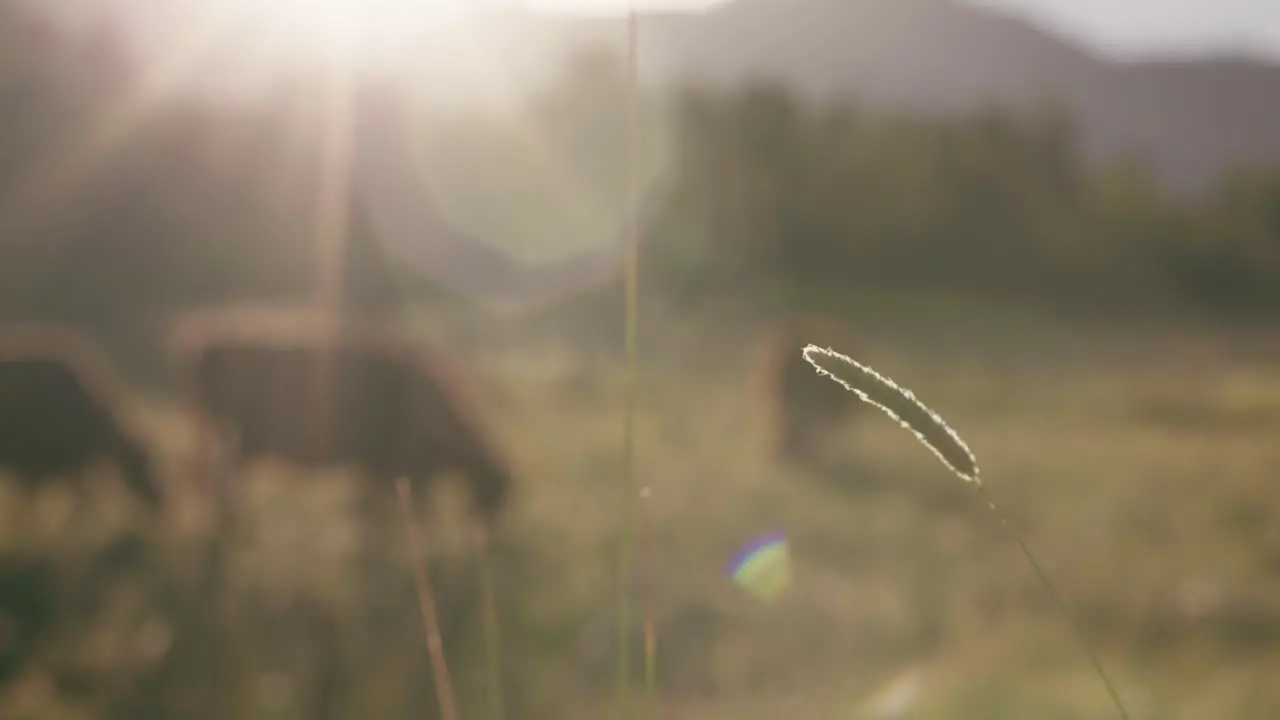 Macro shot of prairie grass as brown cows graze grassy fields at sunset