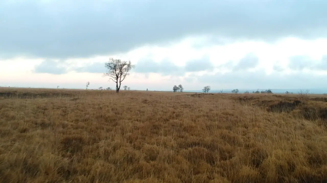 Drone flying towards lonely tree in moorland High Fens Belgium